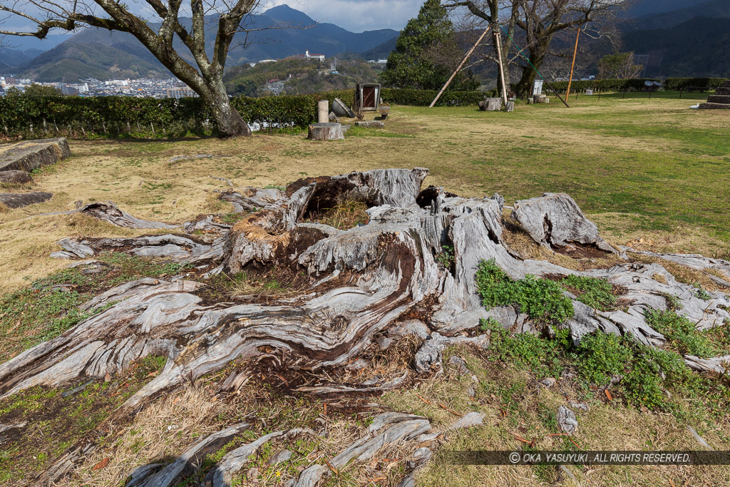 宇和島城本丸に残る楠の大木の切り株