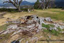 宇和島城本丸に残る楠の大木の切り株｜高解像度画像サイズ：6327 x 4218 pixels｜写真番号：5D4A7118｜撮影：Canon EOS 5D Mark IV