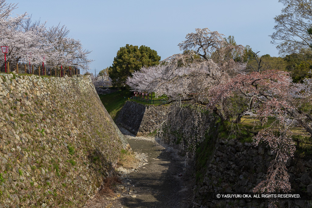 本丸内掘の桜