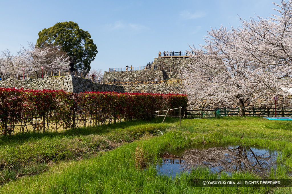 郡山城の桜