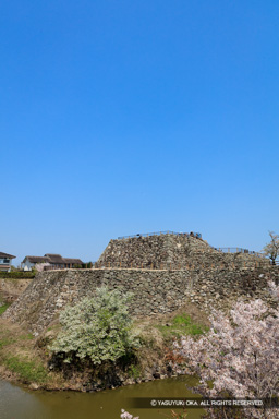 本丸石垣と天守台・桜 | 高解像度画像サイズ：5589 x 8383 pixels | 写真番号：5DSA5361 | 撮影：Canon EOS 5DS