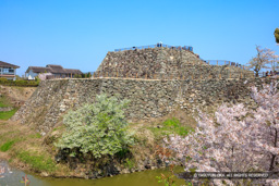 本丸石垣と天守台・桜 | 高解像度画像サイズ：8517 x 5678 pixels | 写真番号：5DSA5366 | 撮影：Canon EOS 5DS