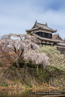 追手東隅櫓・桜 | 高解像度画像サイズ:5311 x 7963 pixels | 写真番号:6F1A4774 | 撮影:Canon EOS R5m2
