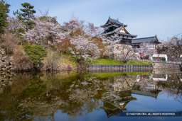 大和郡山城の桜・追手門と追手向櫓・2025 | 高解像度画像サイズ：8103 x 5405 pixels | 写真番号：6F1A5534 | 撮影：Canon EOS R5m2