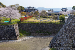 本丸内掘の桜 | 高解像度画像サイズ:7806 x 5207 pixels | 写真番号:6F1A5570 | 撮影:Canon EOS R5m2