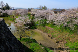 本丸内掘の桜 | 高解像度画像サイズ:8192 x 5464 pixels | 写真番号:6F1A5576 | 撮影:Canon EOS R5m2