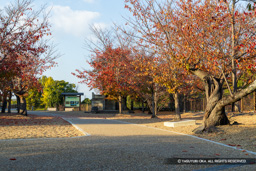 本丸跡・紅葉 | 高解像度画像サイズ:8192 x 5464 pixels | 写真番号:6F1A6196 | 撮影:Canon EOS R5m2