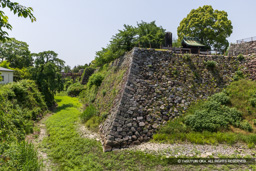 本丸空掘・新緑 | 高解像度画像サイズ:7919 x 5282 pixels | 写真番号:6F1A9125 | 撮影:Canon EOS R5m2