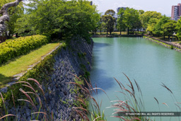 本丸石垣西面 | 高解像度画像サイズ：7903 x 5271 pixels | 写真番号：344A1272 | 撮影：Canon EOS R5
