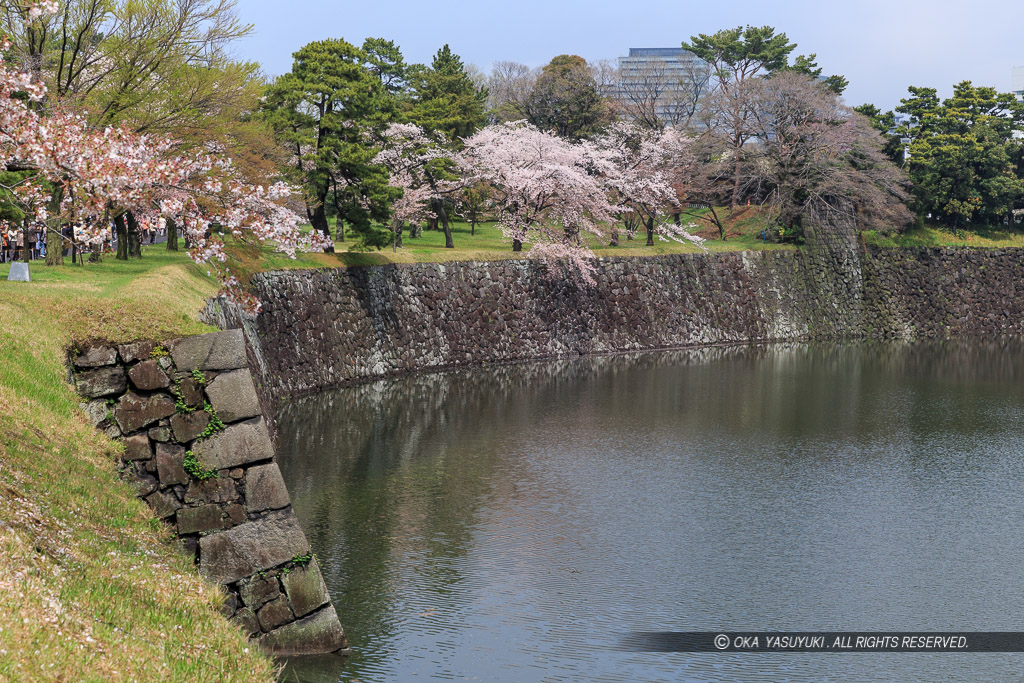 乾濠の桜（三日月堀）