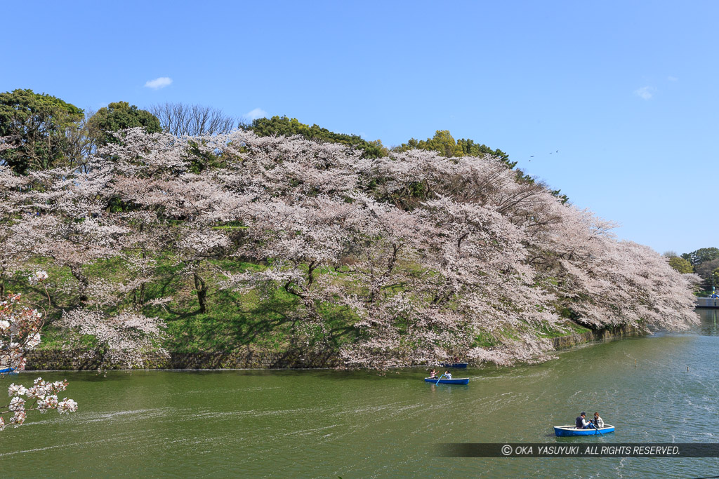 江戸城の千鳥ヶ淵の桜