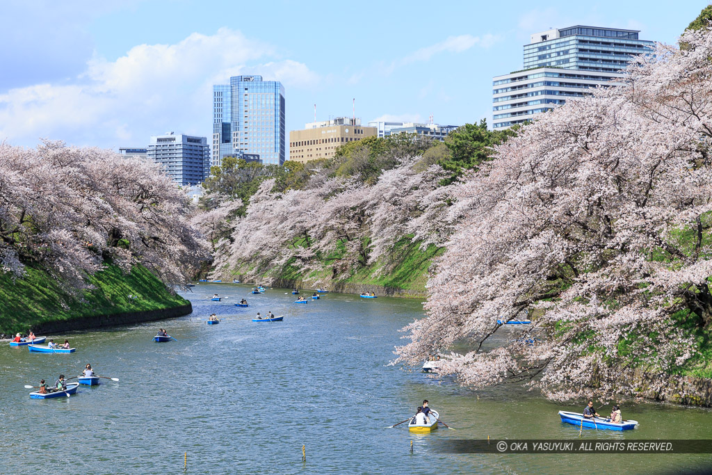 江戸城の千鳥ヶ淵の桜