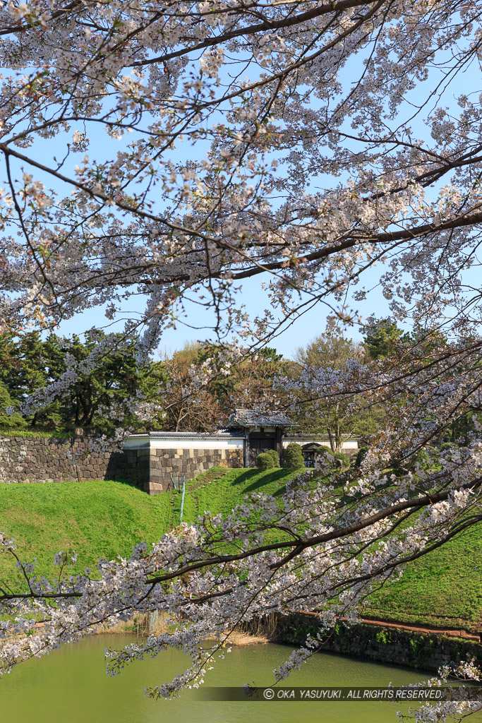 半蔵門・桜