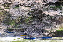 江戸城の千鳥ヶ淵の桜｜高解像度画像サイズ：5390 x 3594 pixels｜写真番号：IMG_3772｜撮影：Canon EOS 6D