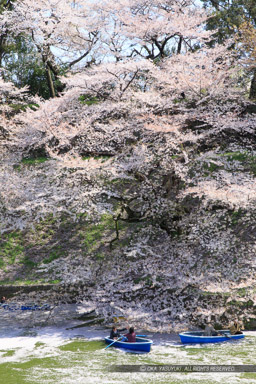 江戸城の千鳥ヶ淵の桜｜高解像度画像サイズ：3648 x 5472 pixels｜写真番号：IMG_3775｜撮影：Canon EOS 6D