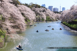 江戸城の千鳥ヶ淵の桜｜高解像度画像サイズ：4940 x 3293 pixels｜写真番号：IMG_3778｜撮影：Canon EOS 6D