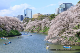 江戸城の千鳥ヶ淵の桜｜高解像度画像サイズ：5249 x 3500 pixels｜写真番号：IMG_3792｜撮影：Canon EOS 6D