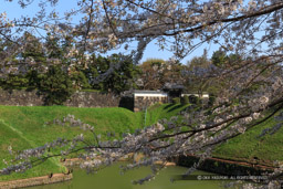 半蔵門・桜｜高解像度画像サイズ：5472 x 3648 pixels｜写真番号：IMG_3810｜撮影：Canon EOS 6D