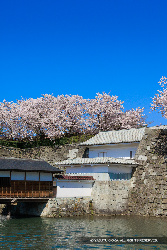 福井城御廊下橋・山里口御門・天守台・桜