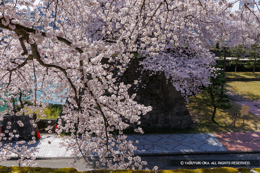 桜の城景