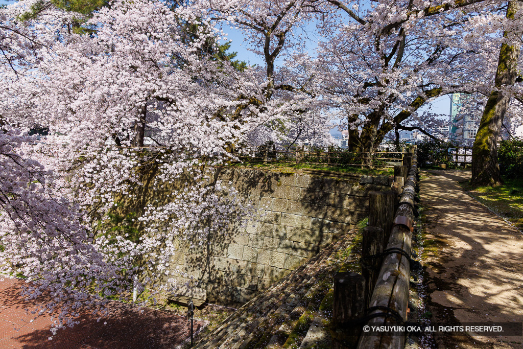 桜の城景