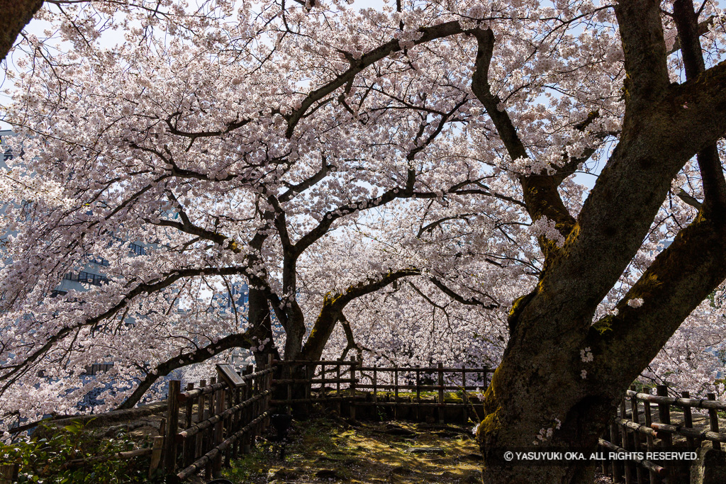 桜の城景