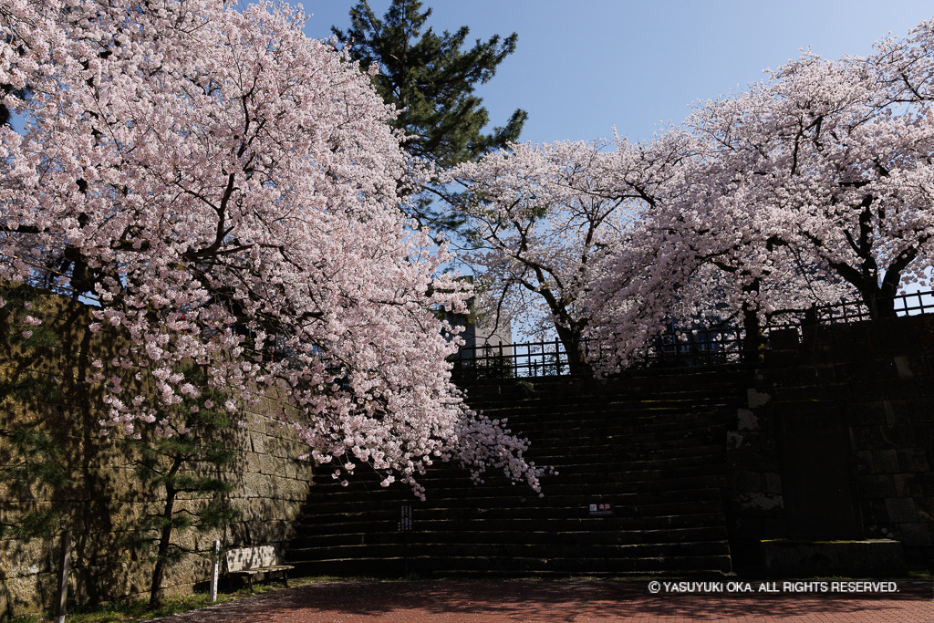 桜の城景