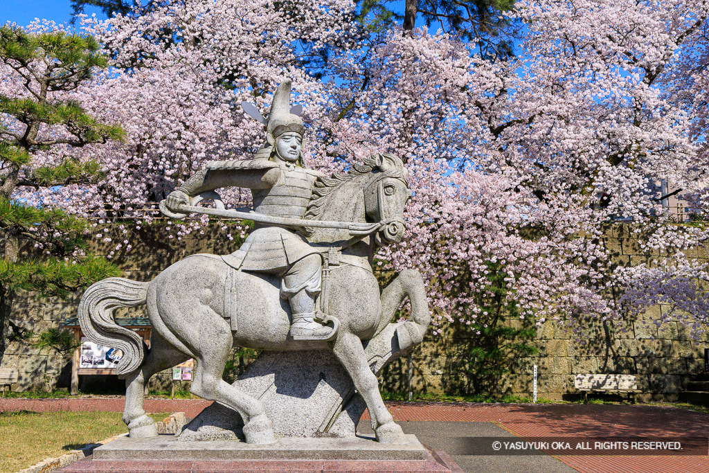 結城秀康石像・福井城・桜