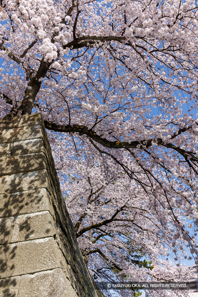 桜の城景
