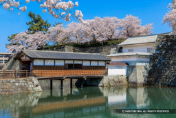 福井城御廊下橋・山里口御門・天守台・桜 | 高解像度画像サイズ：8192 x 5464 pixels | 写真番号：344A1073-Edit | 撮影：Canon EOS R5