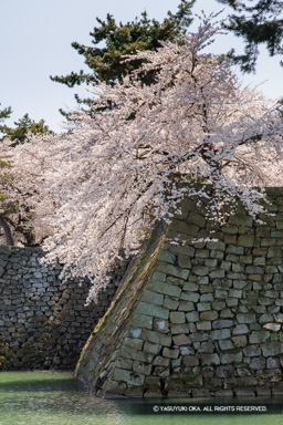 桜と石垣 | 高解像度画像サイズ：5464 x 8192 pixels | 写真番号：344A1108 | 撮影：Canon EOS R5