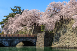 瓦御門跡・御本城橋・桜 | 高解像度画像サイズ：8192 x 5464 pixels | 写真番号：344A1124-Edit | 撮影：Canon EOS R5