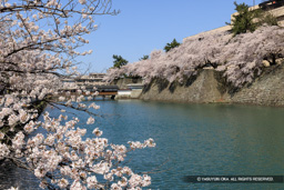 福井城の桜 | 高解像度画像サイズ：8073 x 5385 pixels | 写真番号：344A1127 | 撮影：Canon EOS R5