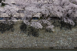 桜と石垣 | 高解像度画像サイズ：8192 x 5464 pixels | 写真番号：344A1139 | 撮影：Canon EOS R5