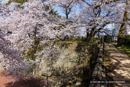 桜の城景 | 高解像度画像サイズ：8192 x 5464 pixels | 写真番号：344A1150 | 撮影：Canon EOS R5
