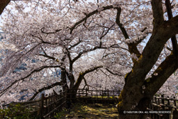 桜の城景 | 高解像度画像サイズ：8192 x 5464 pixels | 写真番号：344A1154 | 撮影：Canon EOS R5