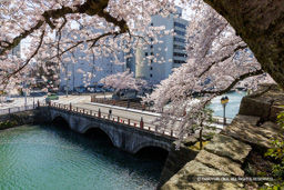 桜の城景 | 高解像度画像サイズ：8187 x 5461 pixels | 写真番号：344A1155 | 撮影：Canon EOS R5