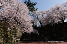 桜の城景 | 高解像度画像サイズ：8192 x 5464 pixels | 写真番号：344A1164 | 撮影：Canon EOS R5