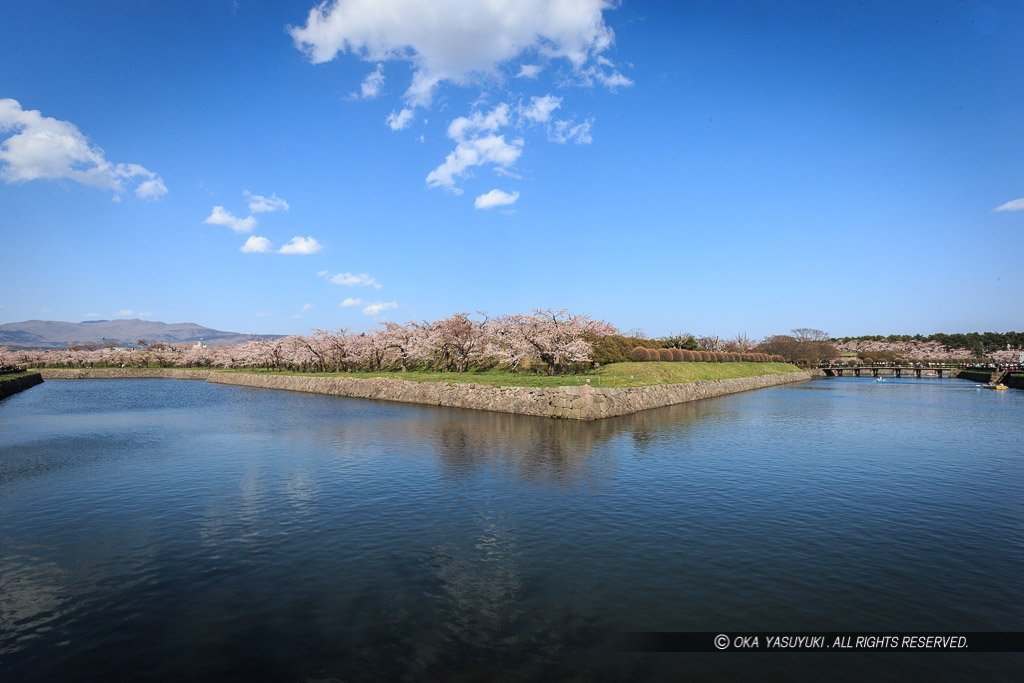 五稜郭の桜・堀