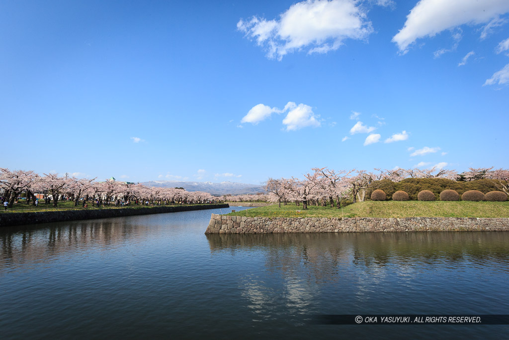 五稜郭の桜・堀