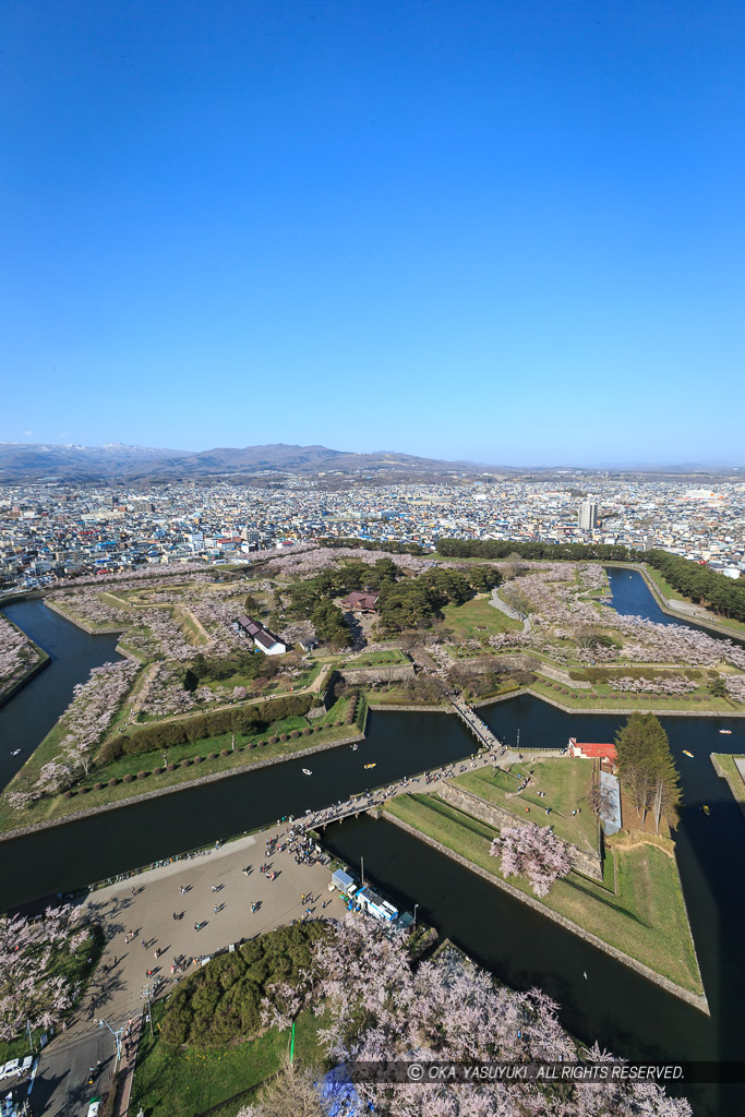 五稜郭の桜