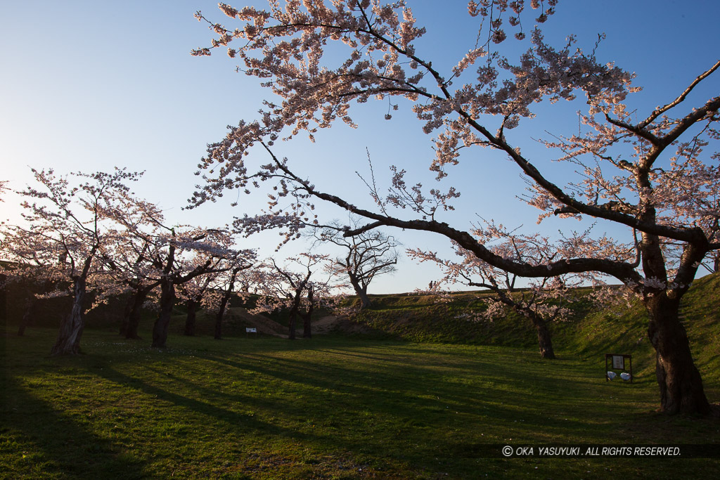 桜と五稜郭