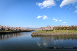 五稜郭の桜・堀｜高解像度画像サイズ：5184 x 3456 pixels｜写真番号：1DX_9290｜撮影：Canon EOS-1D X