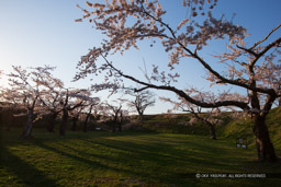 桜と五稜郭｜高解像度画像サイズ：5184 x 3456 pixels｜写真番号：1DX_9542｜撮影：Canon EOS-1D X