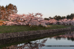 桜の風景｜高解像度画像サイズ：5184 x 3456 pixels｜写真番号：1DX_9591｜撮影：Canon EOS-1D X