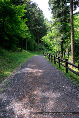 古道（大手道）｜高解像度画像サイズ：4320 x 6480 pixels｜写真番号：5DSA6090｜撮影：Canon EOS 5DS