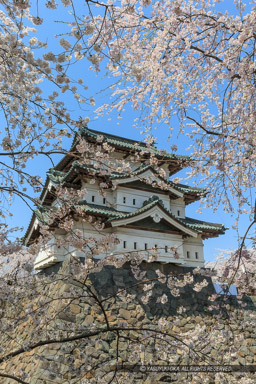 弘前城の桜・天守｜高解像度画像サイズ：3439 x 5158 pixels｜写真番号：1DX_8607｜撮影：Canon EOS-1D X