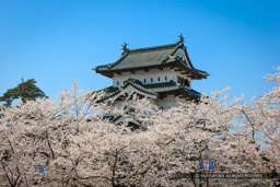 弘前城の桜・天守｜高解像度画像サイズ：5184 x 3456 pixels｜写真番号：1DX_8612｜撮影：Canon EOS-1D X