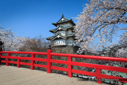 弘前城の桜・天守｜高解像度画像サイズ：5000 x 3334 pixels｜写真番号：1DX_8692-Edit｜撮影：Canon EOS-1D X