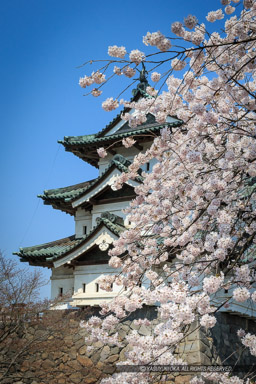 弘前城の桜・天守｜高解像度画像サイズ：3170 x 4754 pixels｜写真番号：1DX_8717｜撮影：Canon EOS-1D X